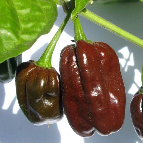 Cili Habanero Chocolate