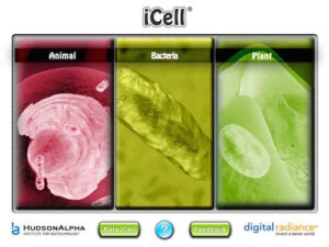icell